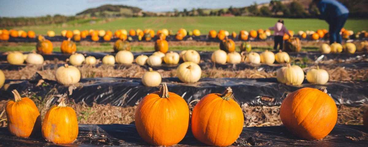 A field of bright orange pumpkins ready for harvest at a local farm, with visitors enjoying a fall festival in the background.