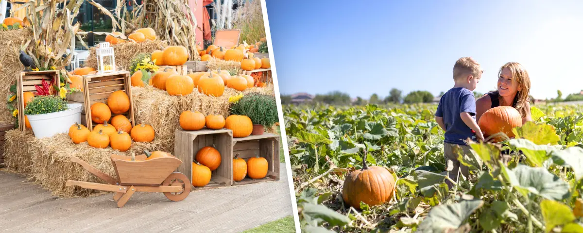 A split image showing a festive hay bale display with pumpkins on the left, and a mother and son picking pumpkins in a field on the right, illustrating family fun at Austin pumpkin patches.