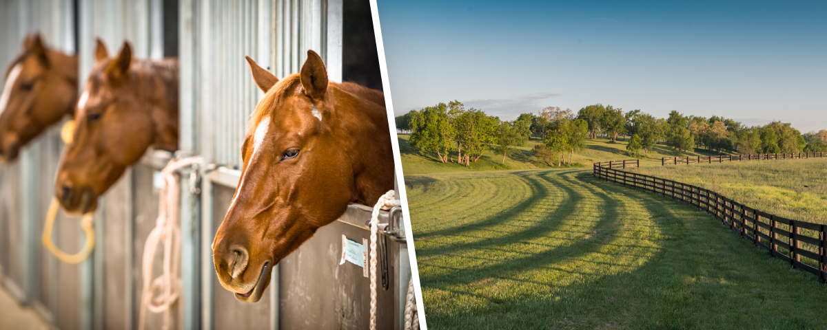 horses in a barn