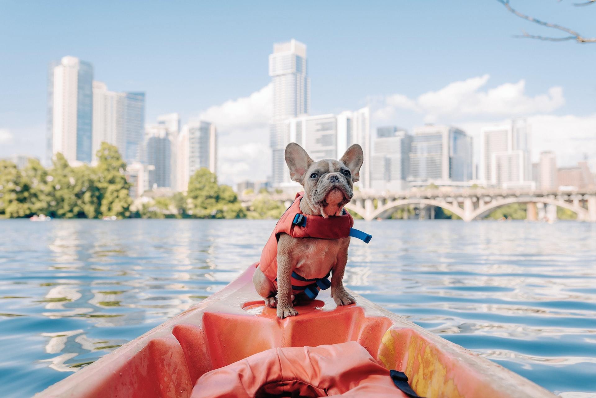 The Complete List Of Dog Parks In Austin, TX