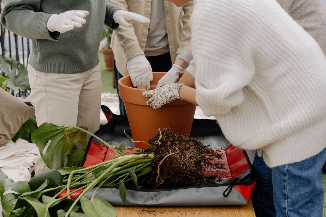 friends planting in a pot