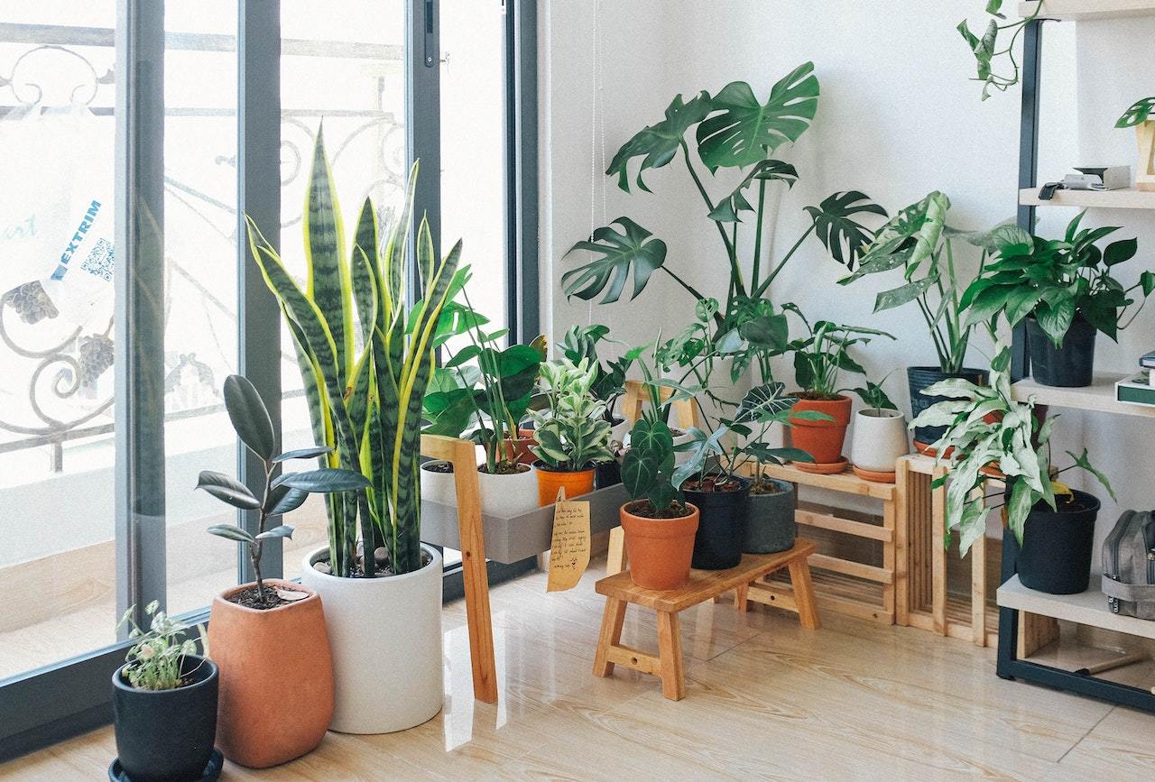 How to Move Plants Safely