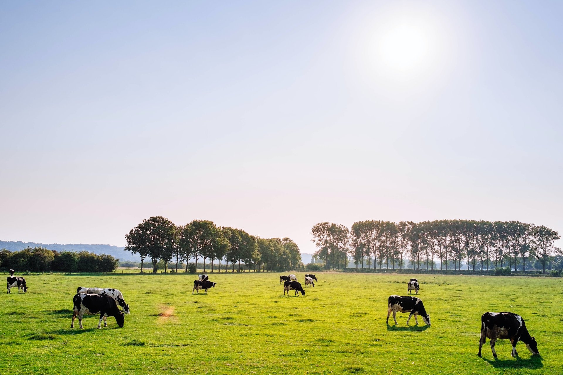 dairy cattle in a farm