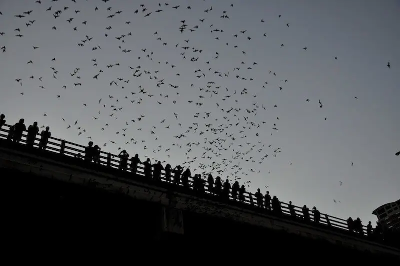 Image of people birdwatching and other Activities & Entertainment in Austin. | Spyglass Realty